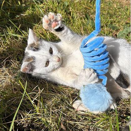 Obrázek z Pružinová hračka pro kočky s míčkem