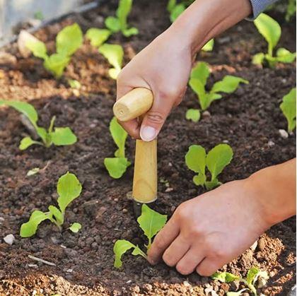 Obrázek z Sázecí kolík