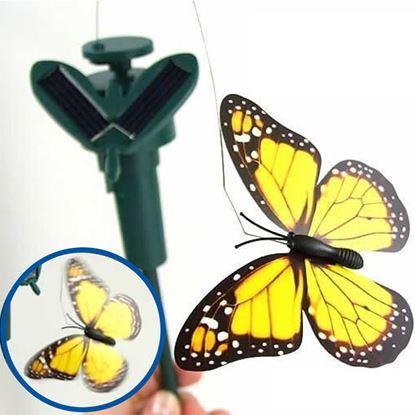 Obrázek Solární motýl