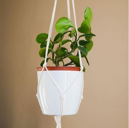 Obrázek z Macramé závěs na květináč - krémový