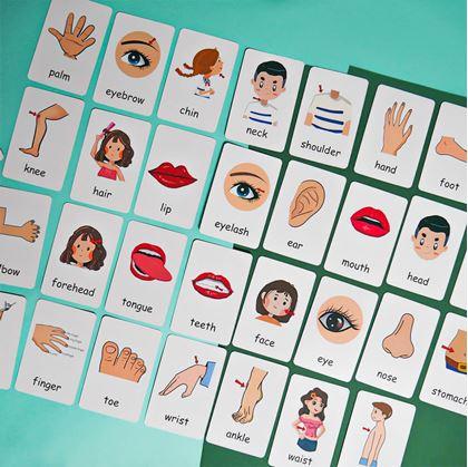 Obrázek z Sada 36 výukových kartiček v angličtině - části těla