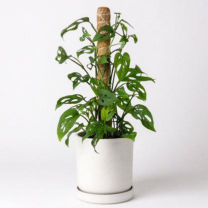 Obrázek Opora pro popínavé rostliny