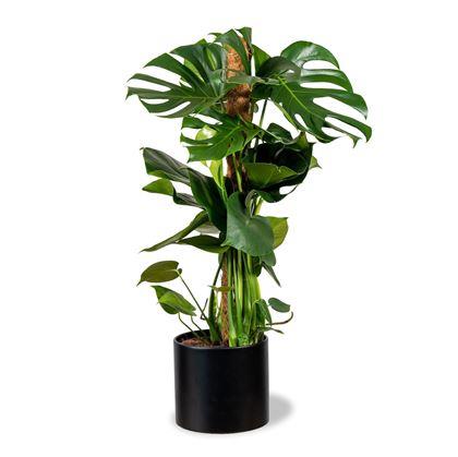 Obrázek z Opora pro popínavé rostliny