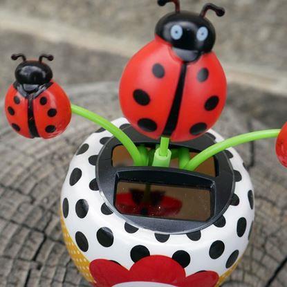 Obrázek Solární květina